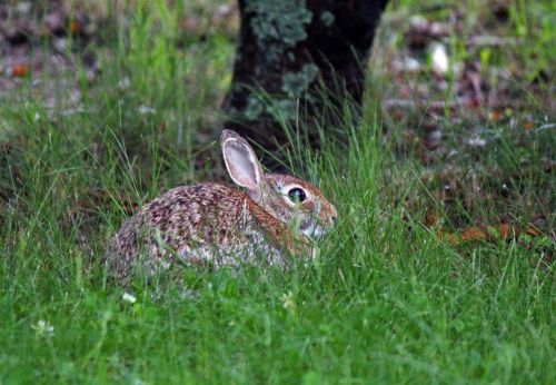bunny rabbit nature