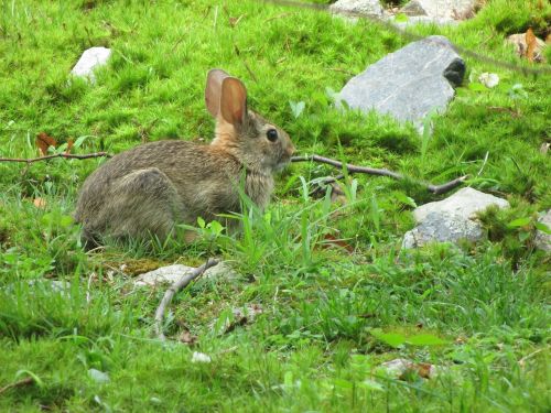 bunny rabbit wildlife