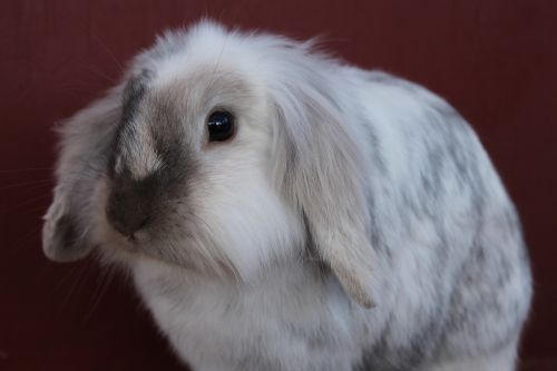 bunny rabbit cute