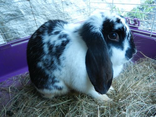 bunny rabbit animals black and white