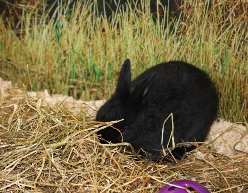 Bunny Rabbit In Straw