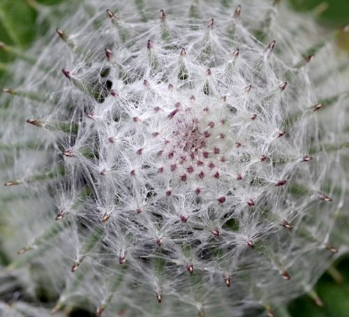 burdock flower bur