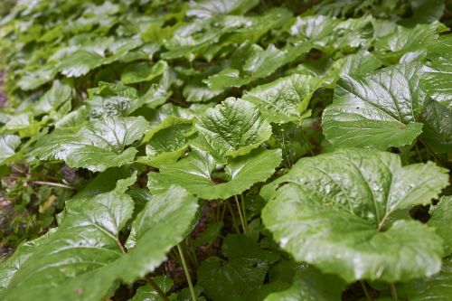 burdock foliage green