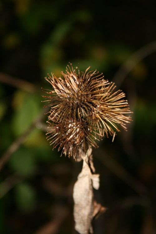 burdock withered dry