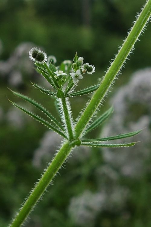 burdock burr-grass weed