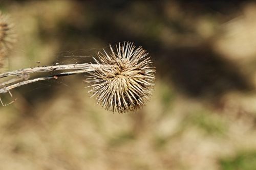 burdock plant flora