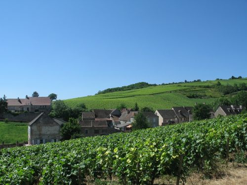 burgundy vine hill