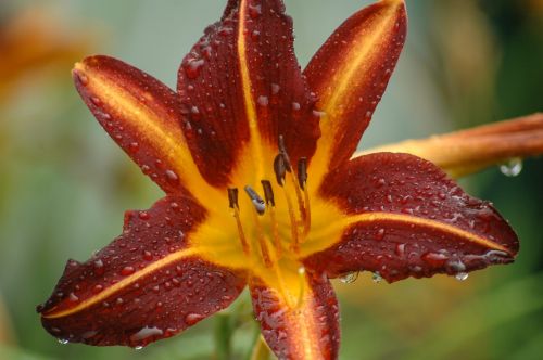 burgundy daylily flowers daylily