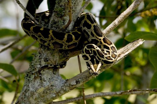 burmese python snake reptile