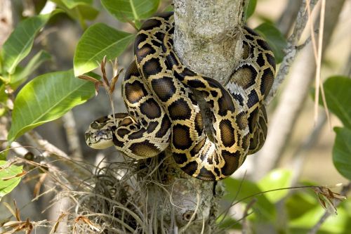 burmese python snake tree