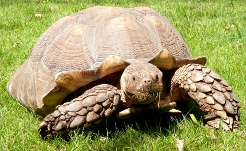 burmese tortoise tortoise burmese