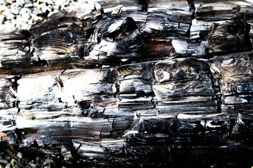 burned wood driftwood