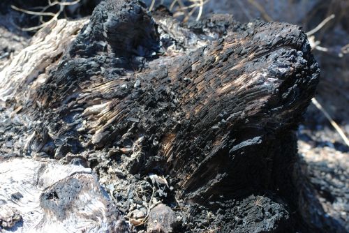 burned wood ashes