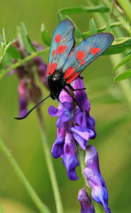 burnet butterfly insect