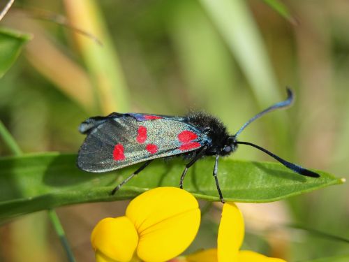 burnet beetle butterfly