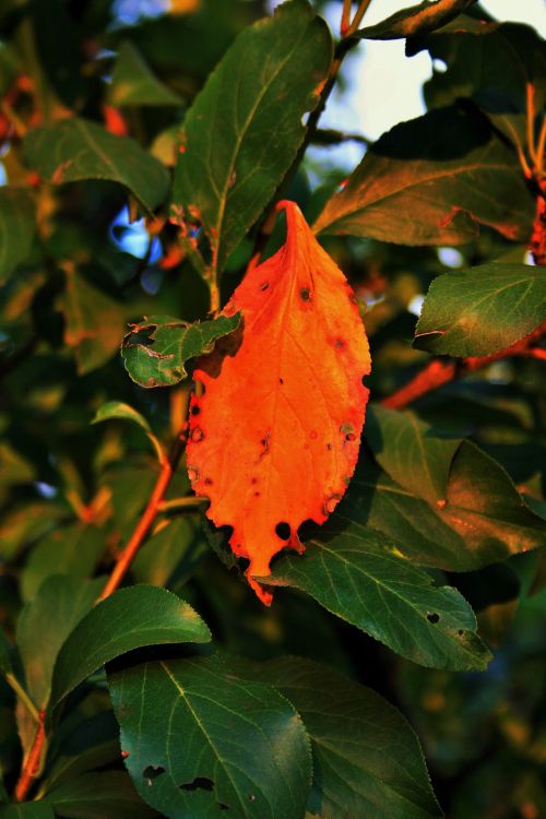 Burnished Leaf