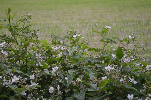 burr blackberry blossom blossom