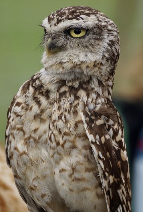 burrowing owl little owl