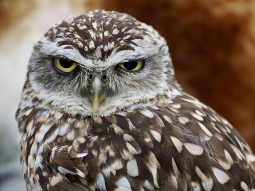 burrowing owl little owl