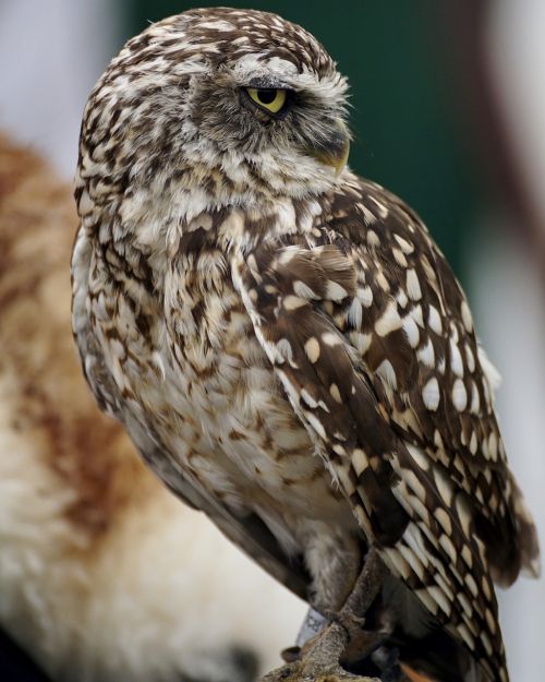 burrowing owl animal world