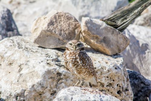 burrowing owl bird nature