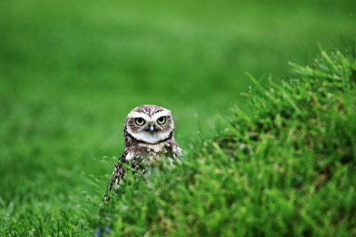 burrowing owl small owl bird