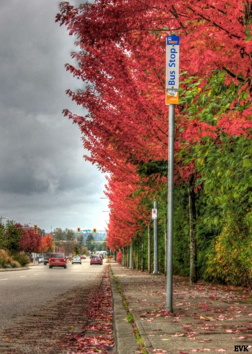 bus stop road