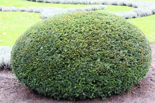 bush oval green