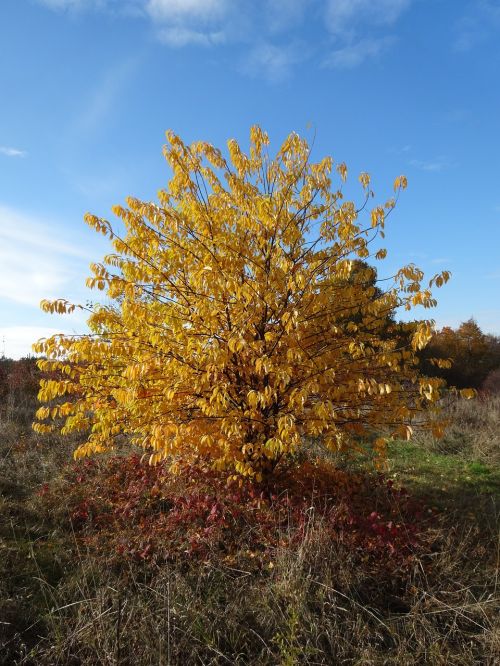 bush foliage autumn