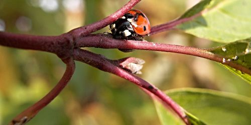 bush foliage ladybug