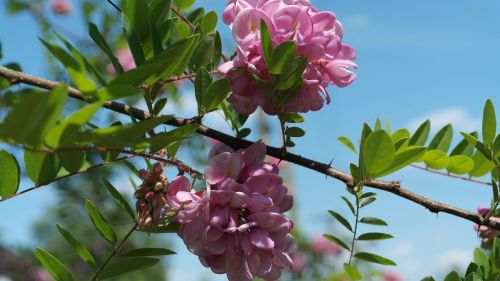 bush spring flowers