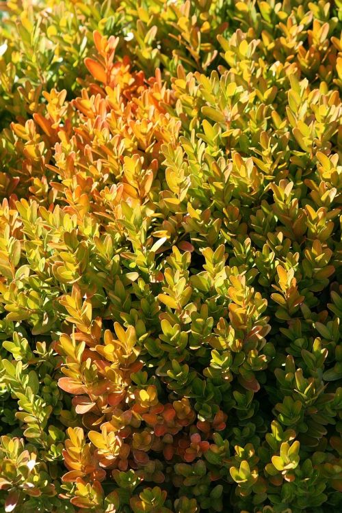 bush greenish-yellow ornamental plants
