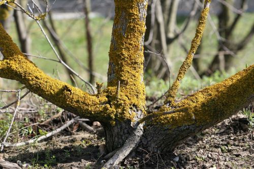 bush wood mushroom