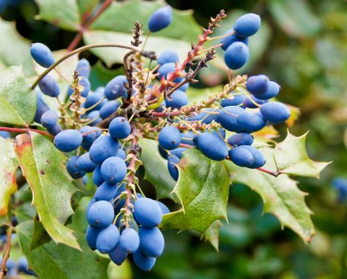 bush berries blue