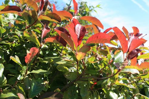 bush red and green leaves
