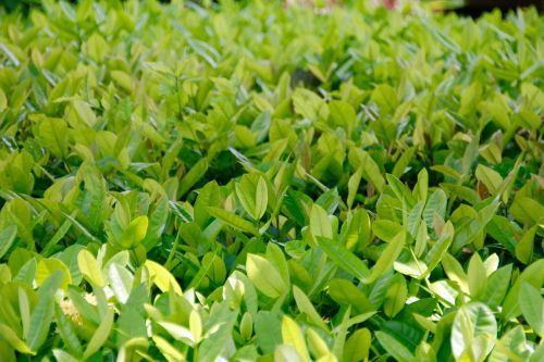 bush tee leaves