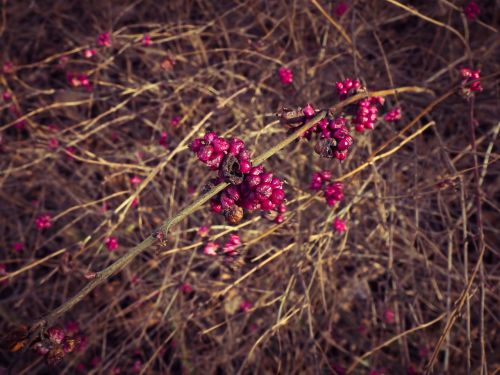 bush bloom blossom