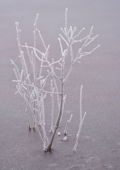 bush frozen frost