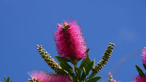 bush blossom bloom