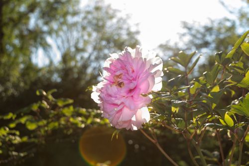 bush peony sun