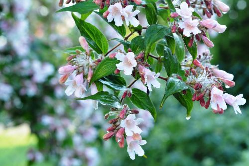 bush rosa flowers