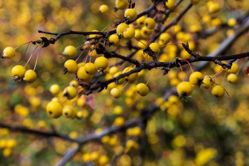 bush berry yellow