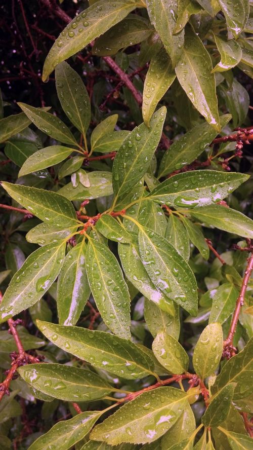 bush leaves wet