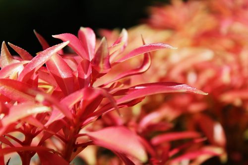 bush leaves plant