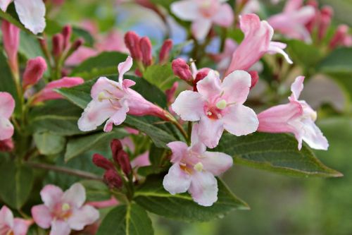 bush branch garden