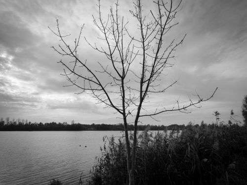 bush tree lake