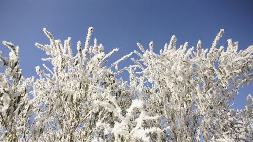 bush tree winter