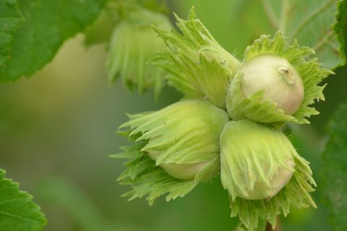 bush tree hazelnut