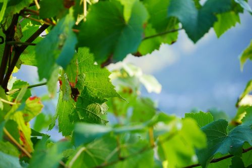 bush leaf plant