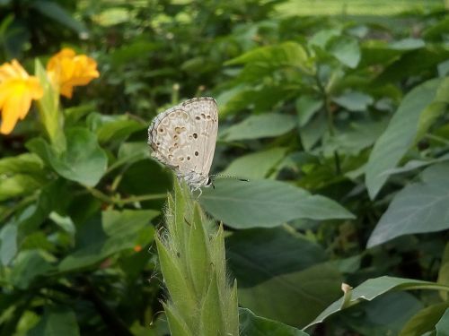 bush autumn leaves butterfly